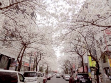 八重洲の桜は満開です